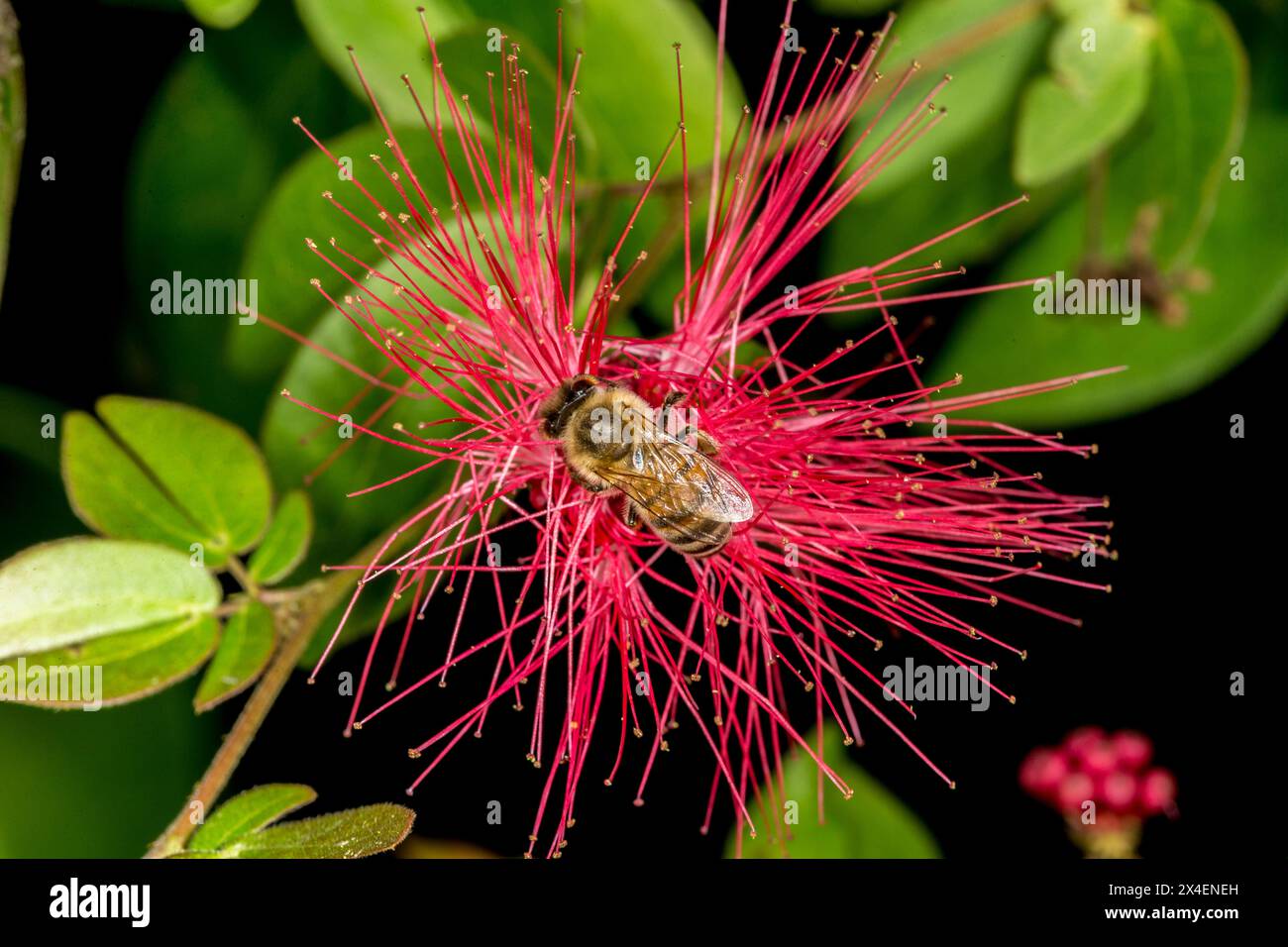 Une fleur d'arbre mimosa attire les abeilles. Banque D'Images