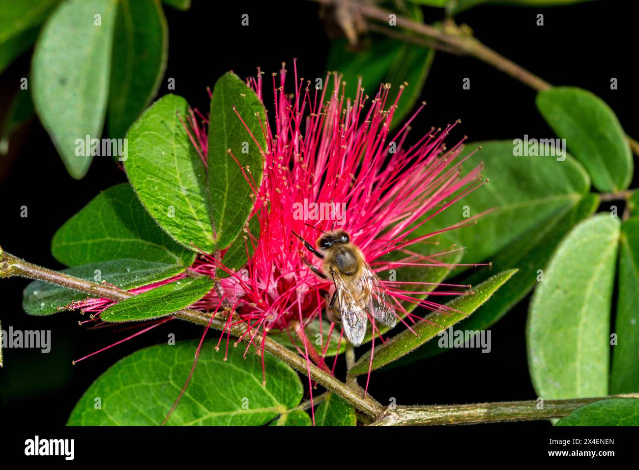 Une fleur d'arbre mimosa attire les abeilles. Banque D'Images