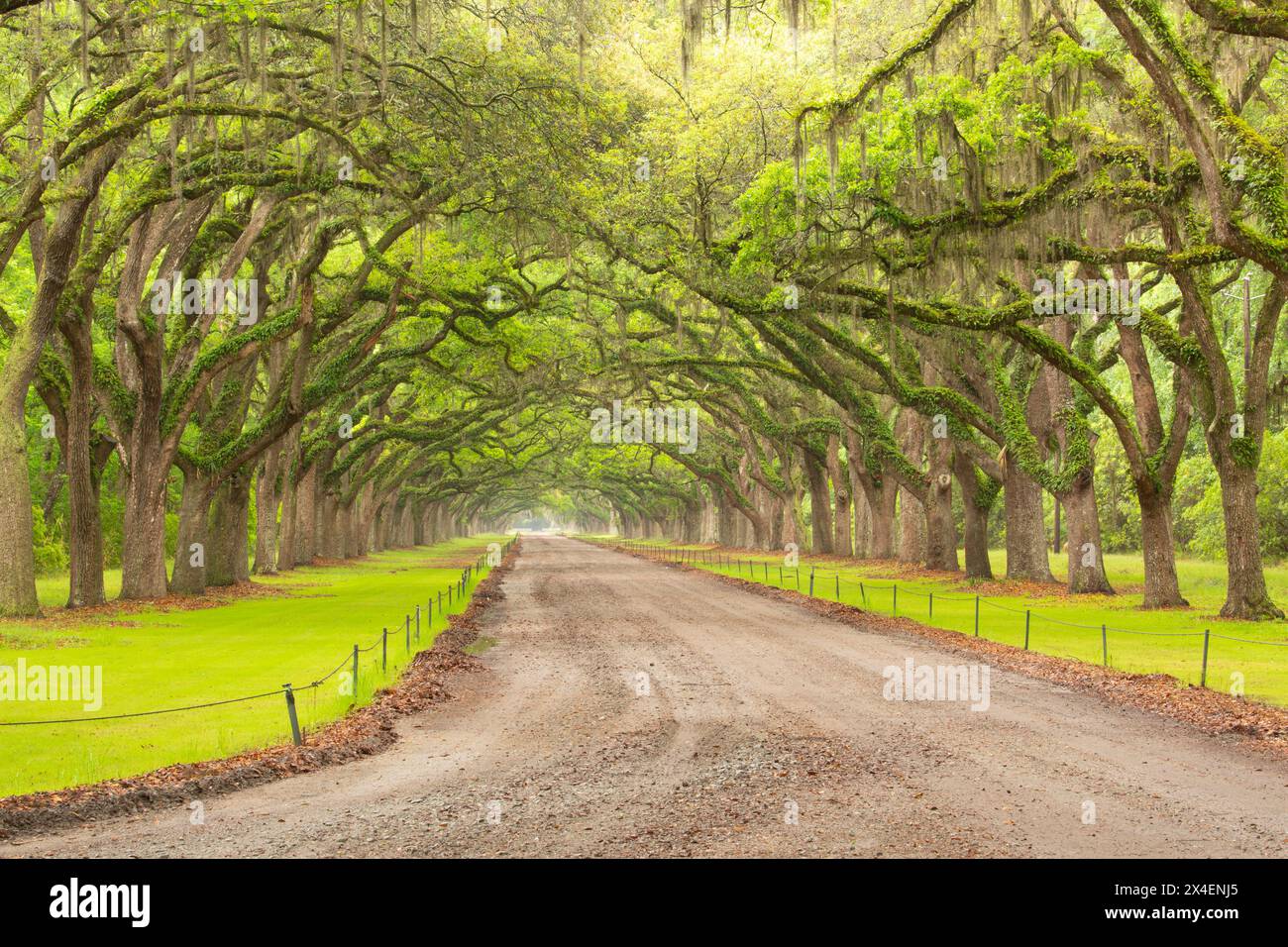 États-Unis, Géorgie, Savannah. Promenade dans la canopée en chêne à Wormsloe Plantation. Banque D'Images