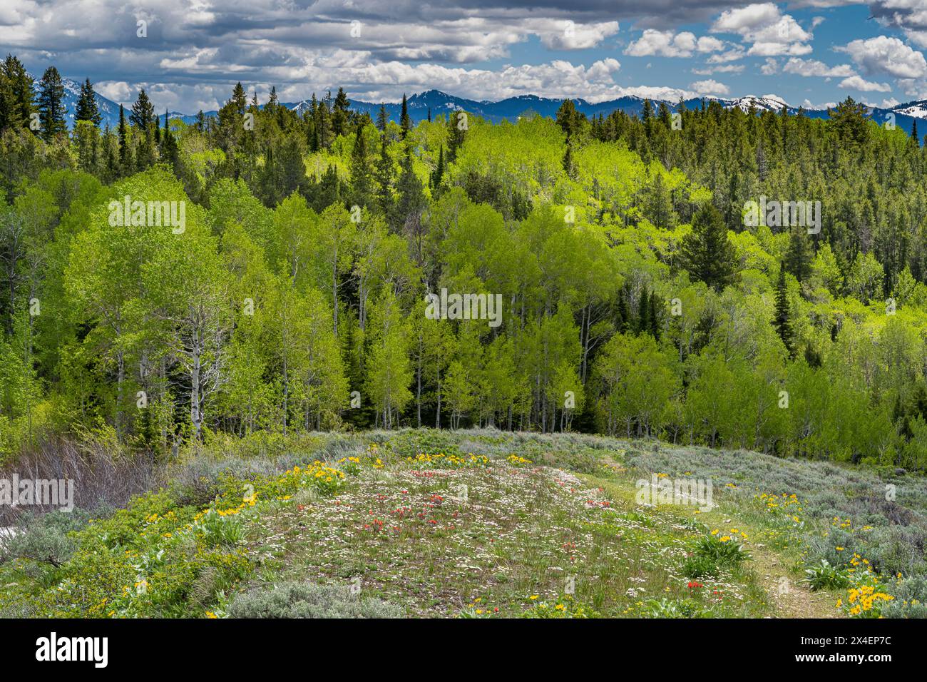 États-Unis, Idaho. Paysage d'Aspens vert clair du printemps avec des fleurs sauvages Banque D'Images