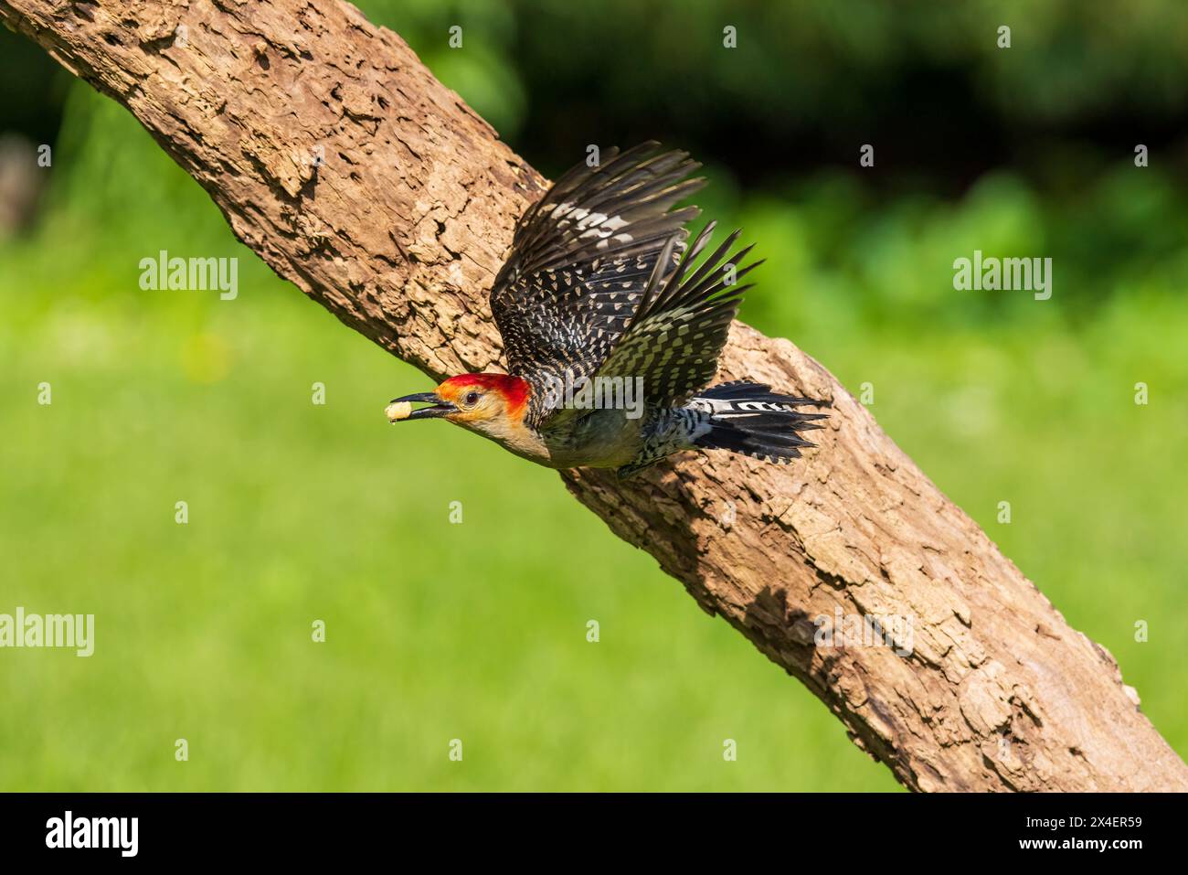 Mâle de pic de bois à ventre rouge volant loin de l'arbre mort, comté de Marion, Illinois. Banque D'Images