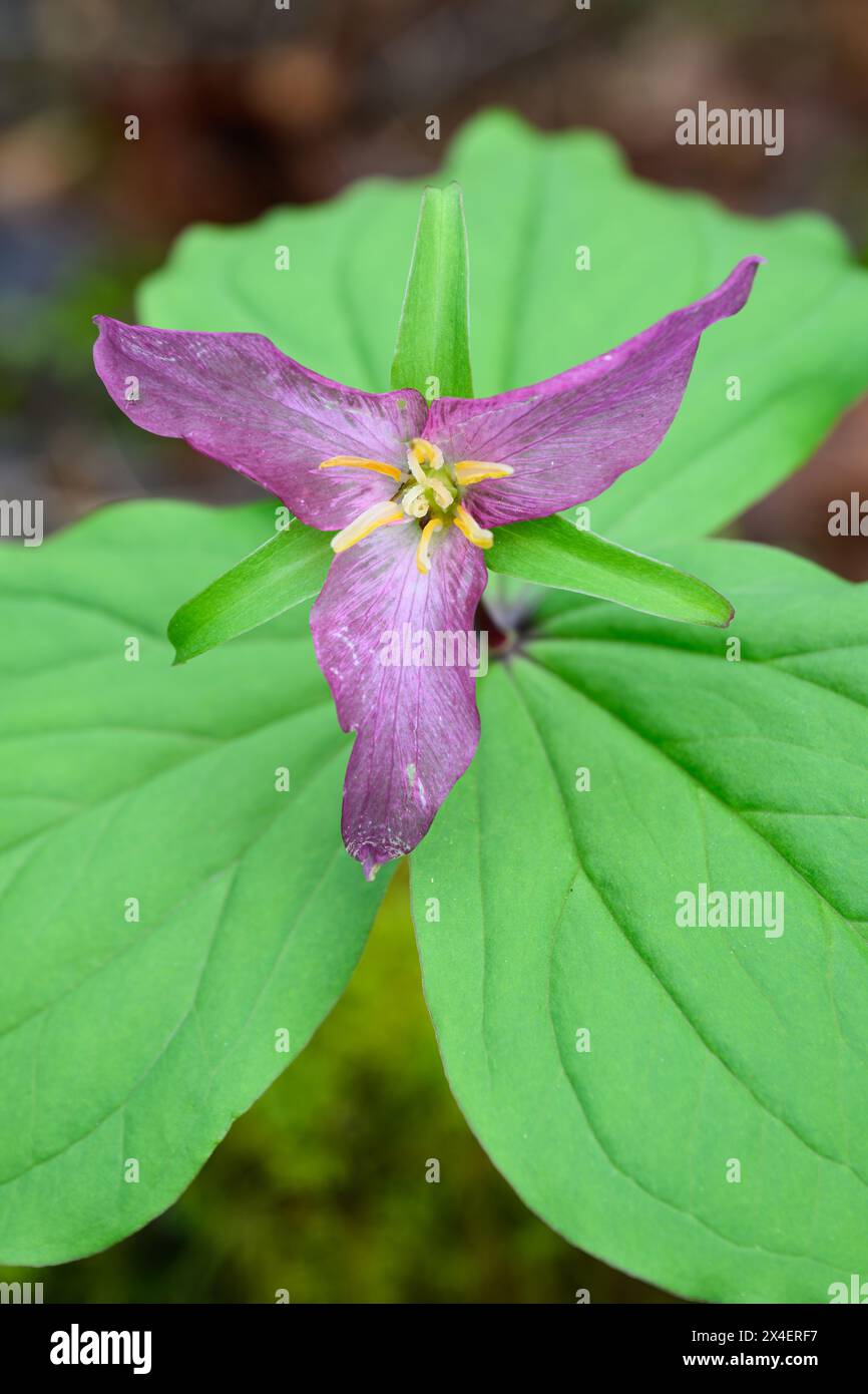 Trillium blanc occidental vieilli en fleur violette au-dessus de bractées vertes une plante de fleurs sauvages Trillium ovatum Banque D'Images