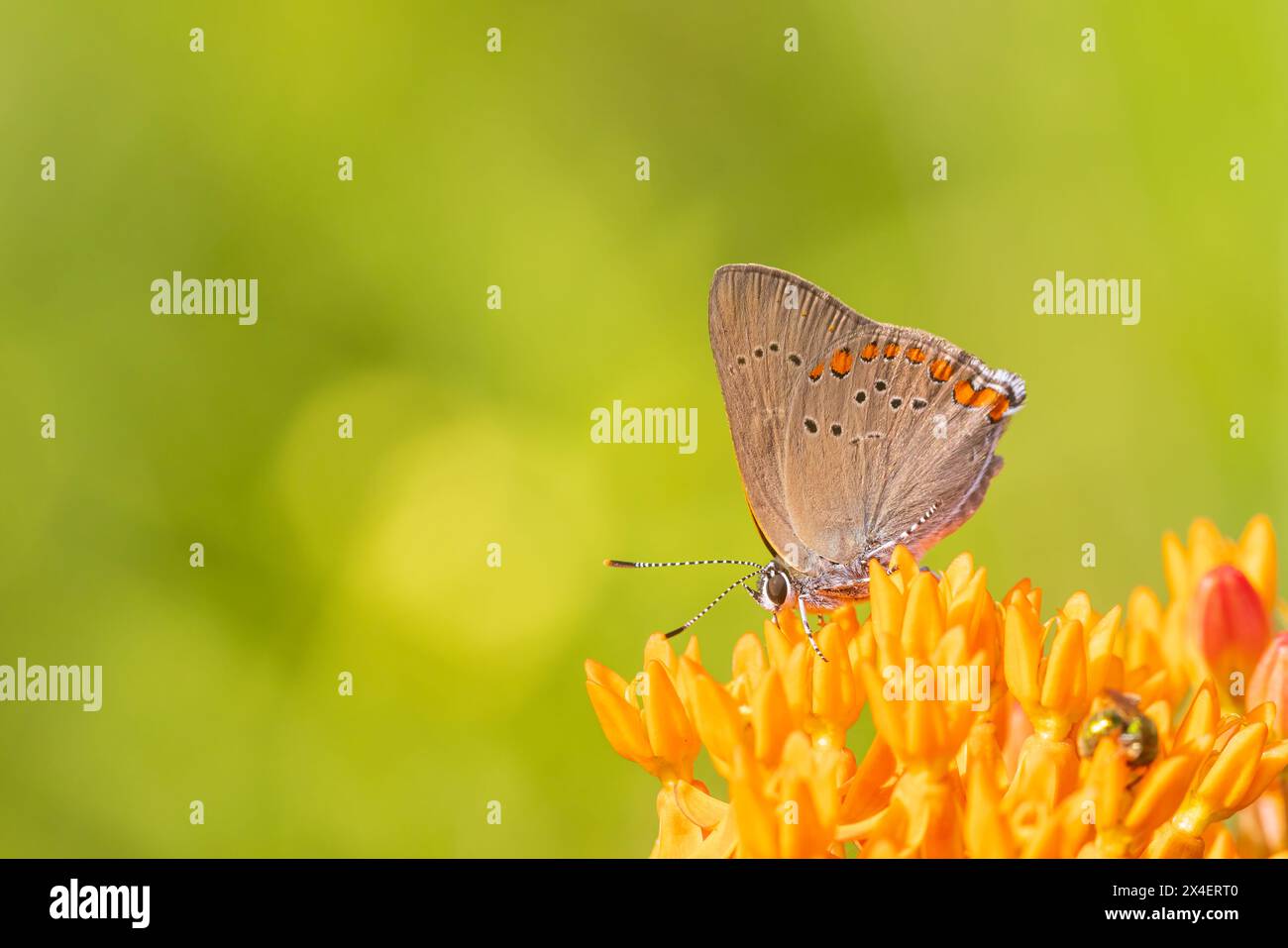 Corail Hairstreak sur Butterfly Milkweed. Stephen A. Forbes State Park, comté de Marion, Illinois. (Usage éditorial uniquement) Banque D'Images