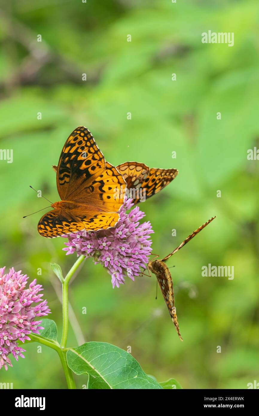 Great Spangled Fritillaries on Purple Milkweed, comté de Marion, Illinois. (Usage éditorial uniquement) Banque D'Images