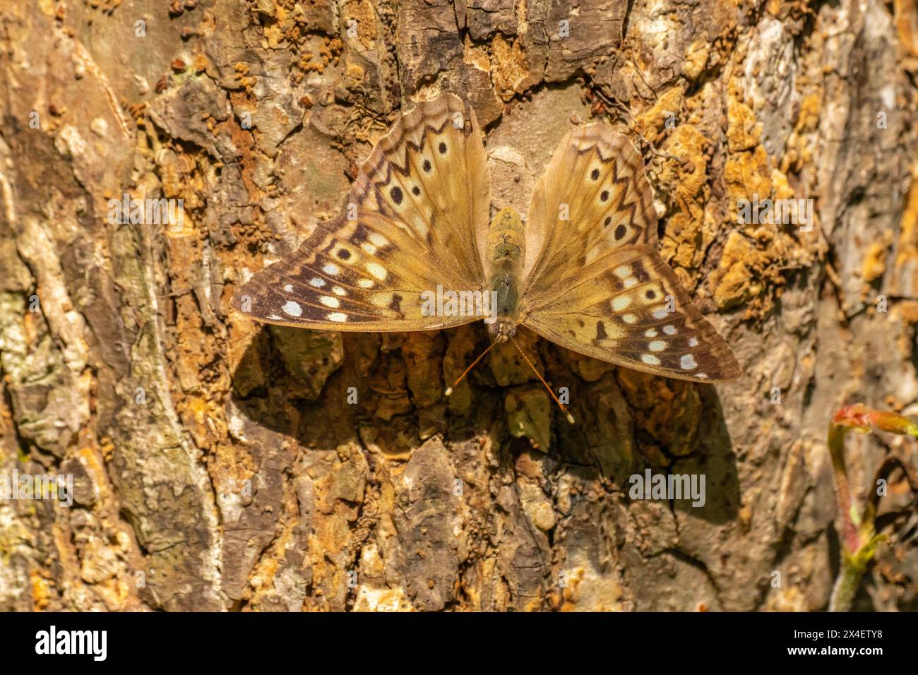 États-Unis, Louisiane, Acadiana Park nature Station. Gros plan du papillon sur l'arbre. Banque D'Images