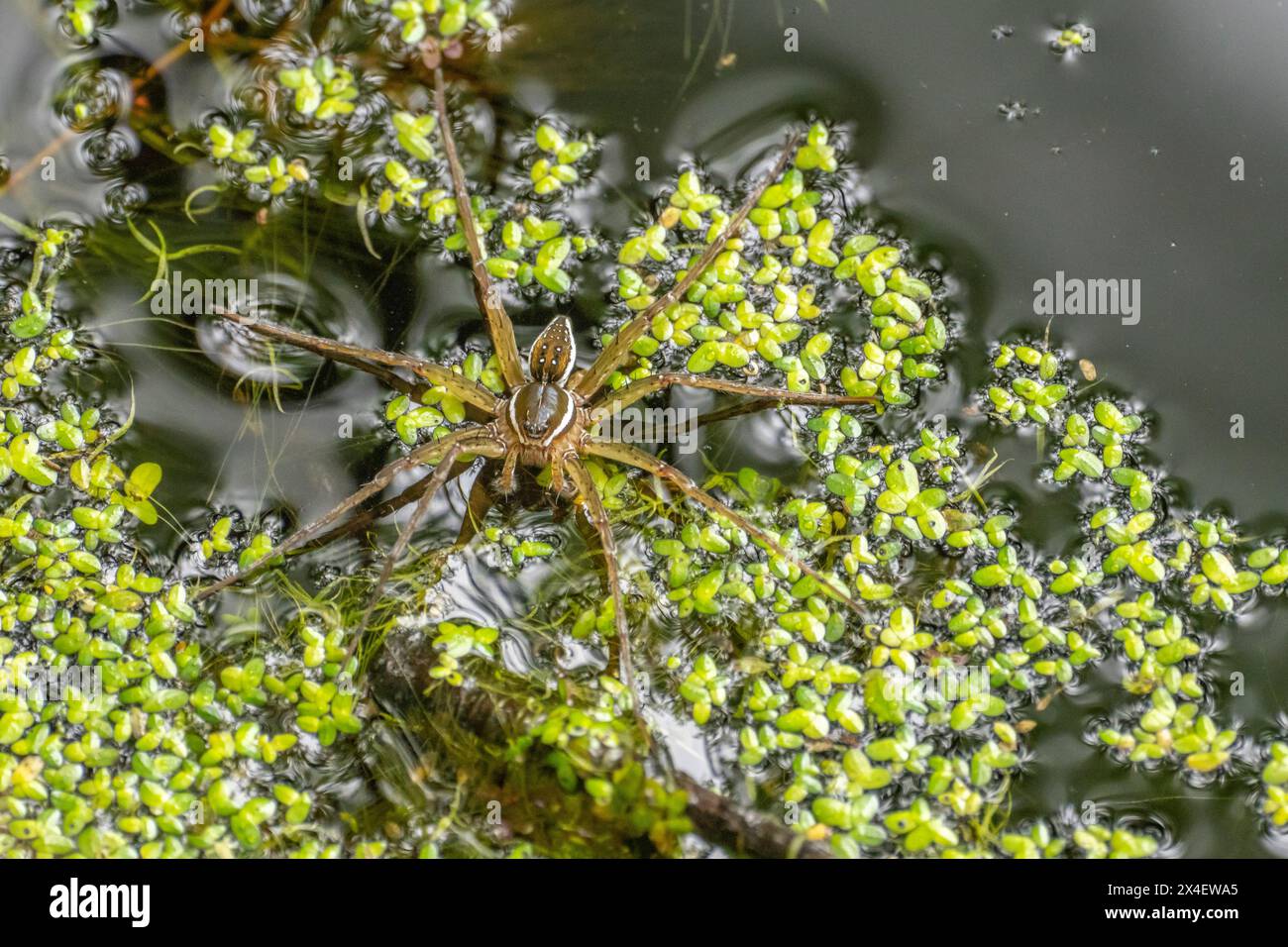 États-Unis, Louisiane, réserve naturelle nationale de Tensas. Gros plan sur une araignée de pêche à six taches. Banque D'Images