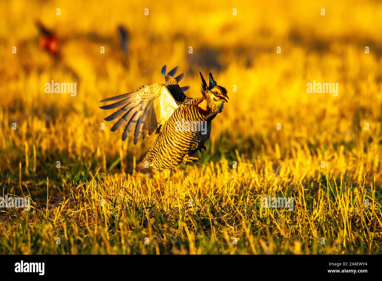 États-Unis, Nebraska, Loup County. Poulet de prairie plus grand volant dans lek au lever du soleil. Banque D'Images