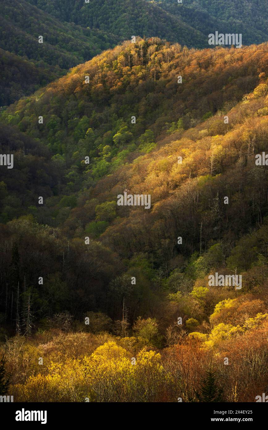 Première lumière à Deep Creek Valley au début du printemps, dans le parc national des Great Smoky Mountains, Caroline du Nord Banque D'Images