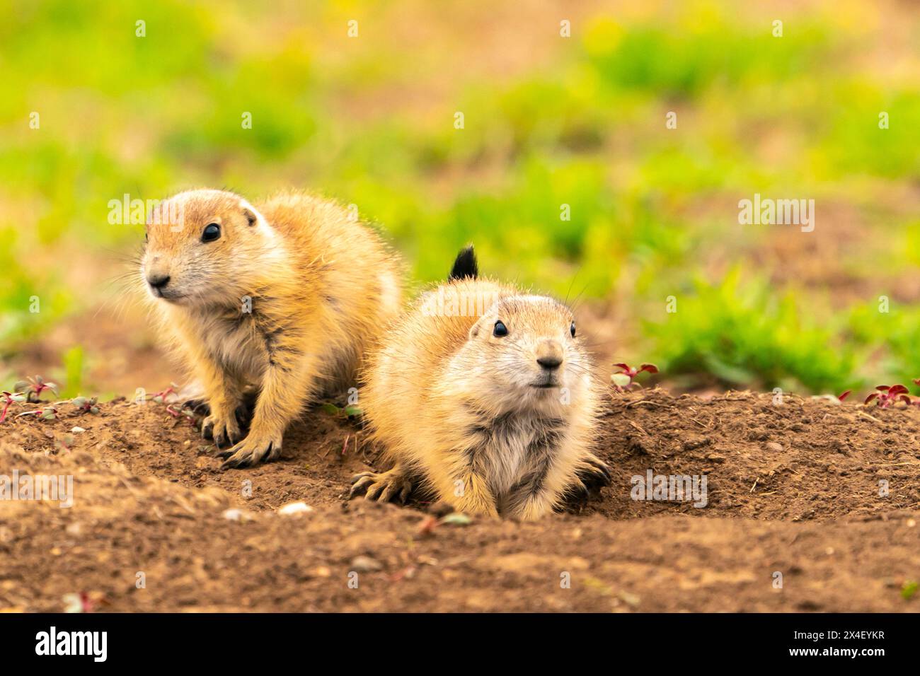 États-Unis, Oklahoma, Wichita Mountains National Wildlife refuge. Bébés chiens de prairie au terrier. Banque D'Images