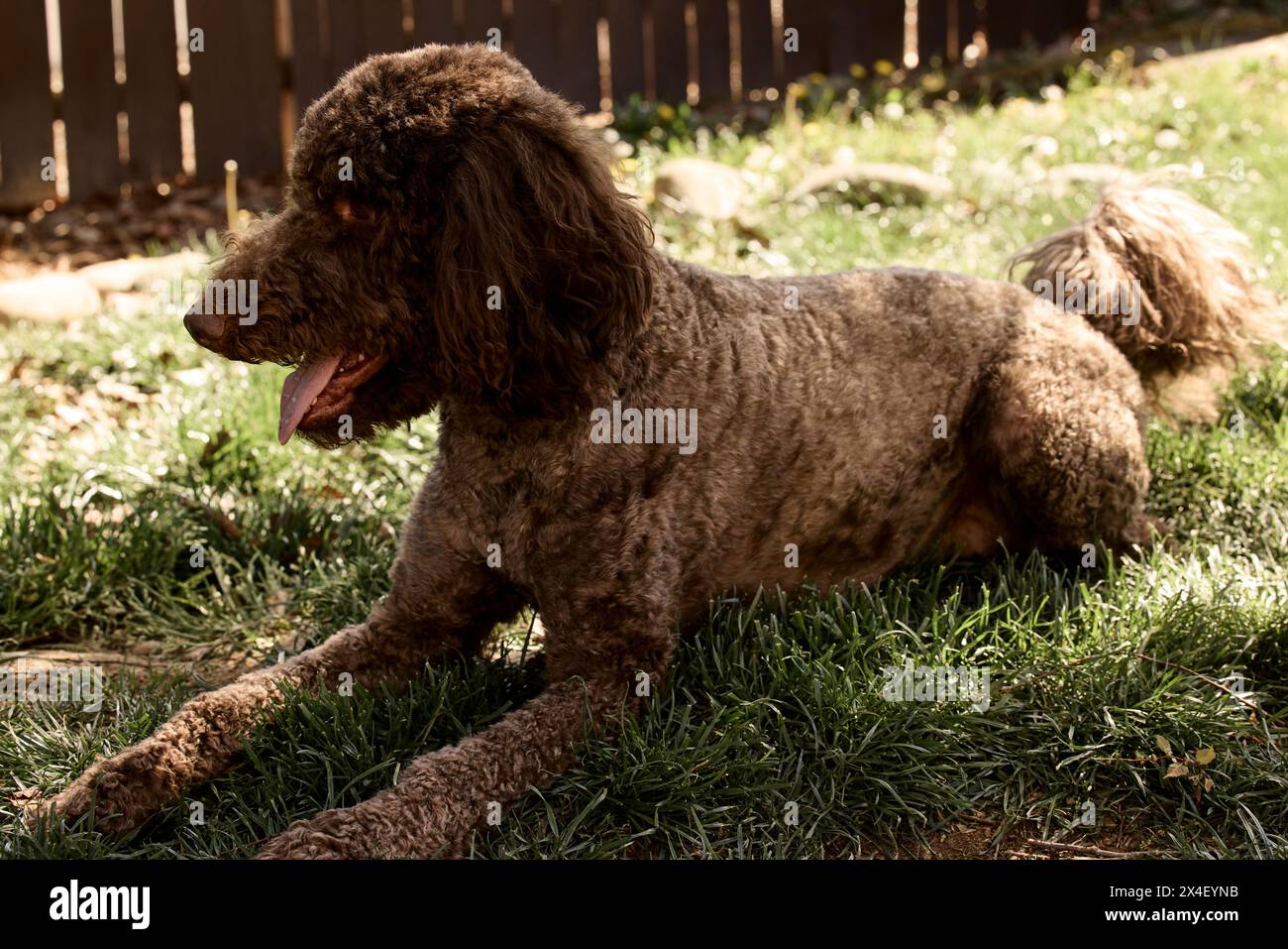 Labradoodle dans la cour arrière. Banque D'Images