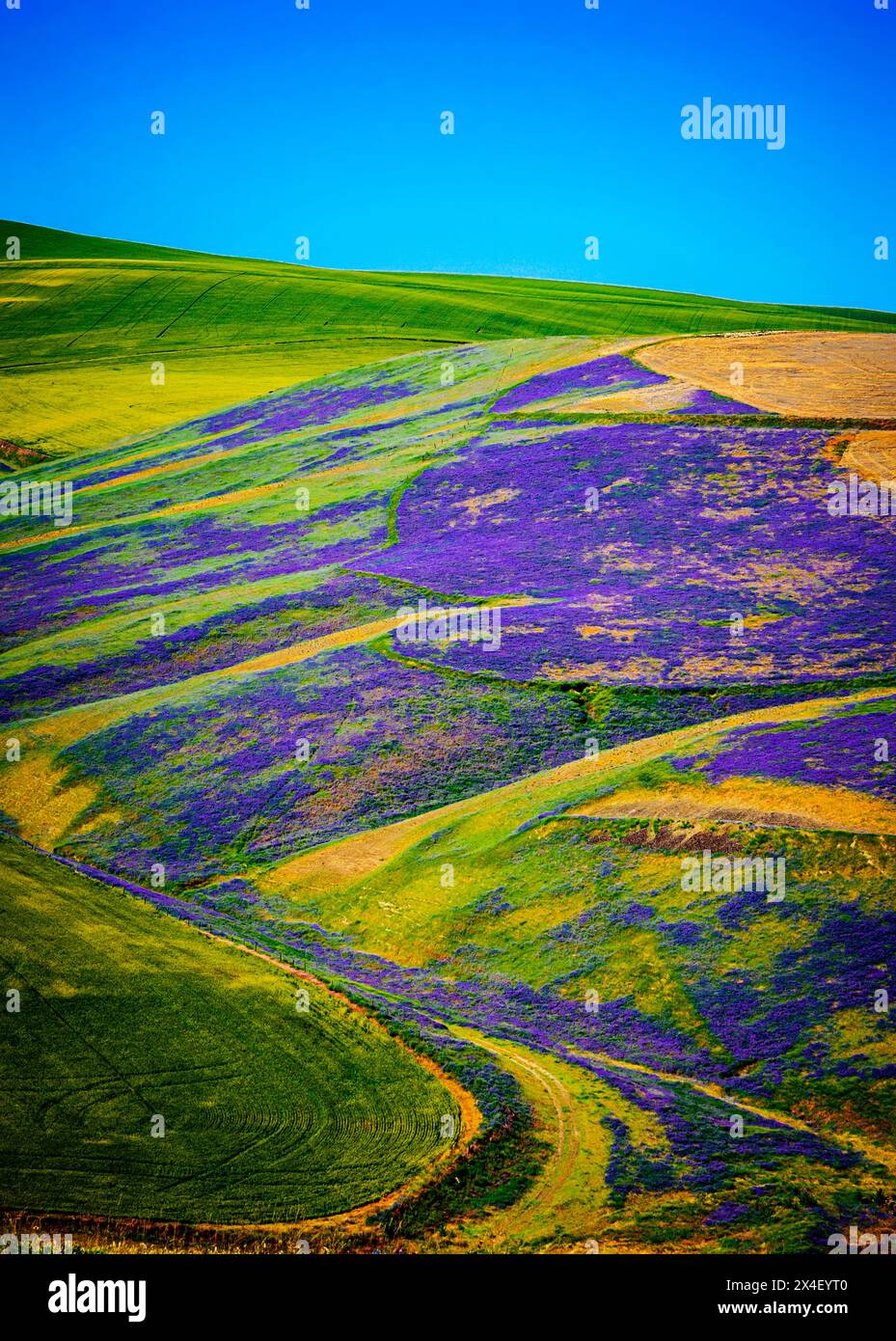 États-Unis, Oregon, Milton-Freewater. Un cheval de bataille de la culture de couverture, la vesce apporte de l'azote ou de la biomasse à un vignoble, protège les sols du vent et de la pluie, tandis que moi Banque D'Images