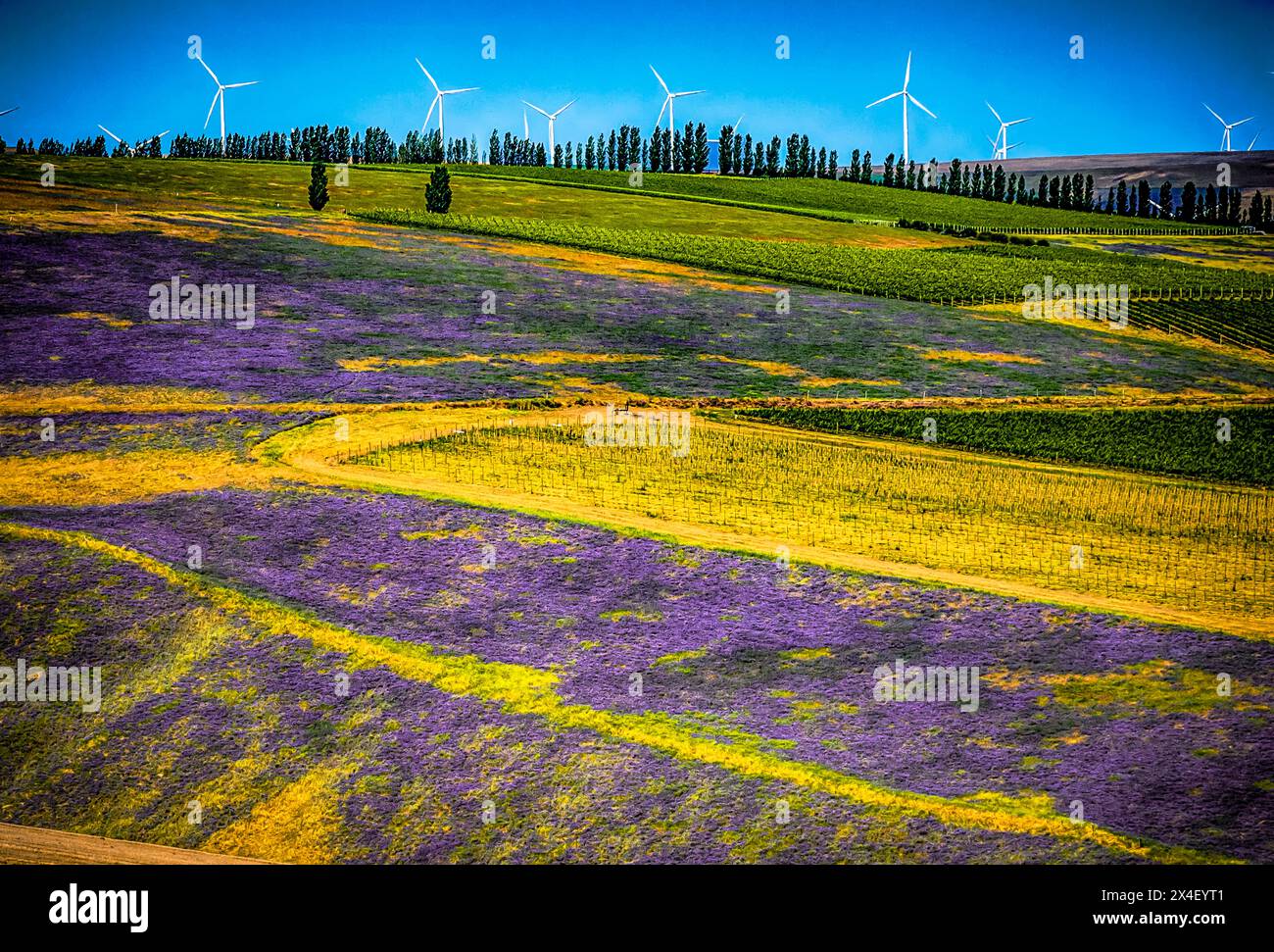 États-Unis, Oregon, Milton-Freewater. Un cheval de bataille de la culture de couverture, la vesce apporte de l'azote ou de la biomasse à un vignoble, protège les sols du vent et de la pluie, tandis que moi Banque D'Images