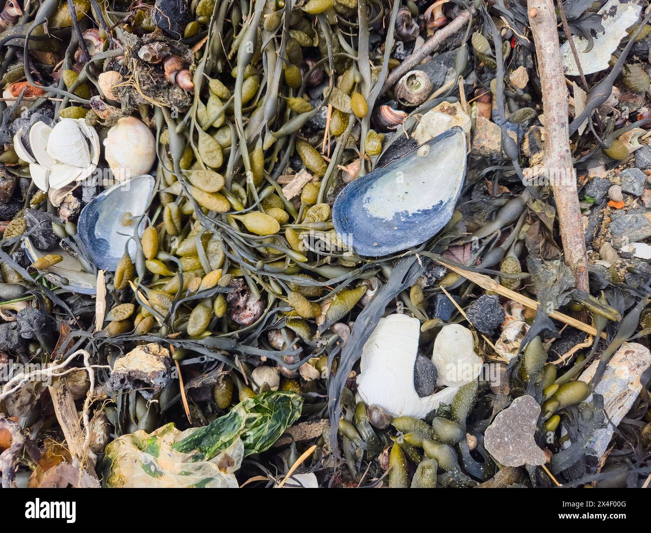 Coquillages de mer sur un lit d'algues à la plage Banque D'Images