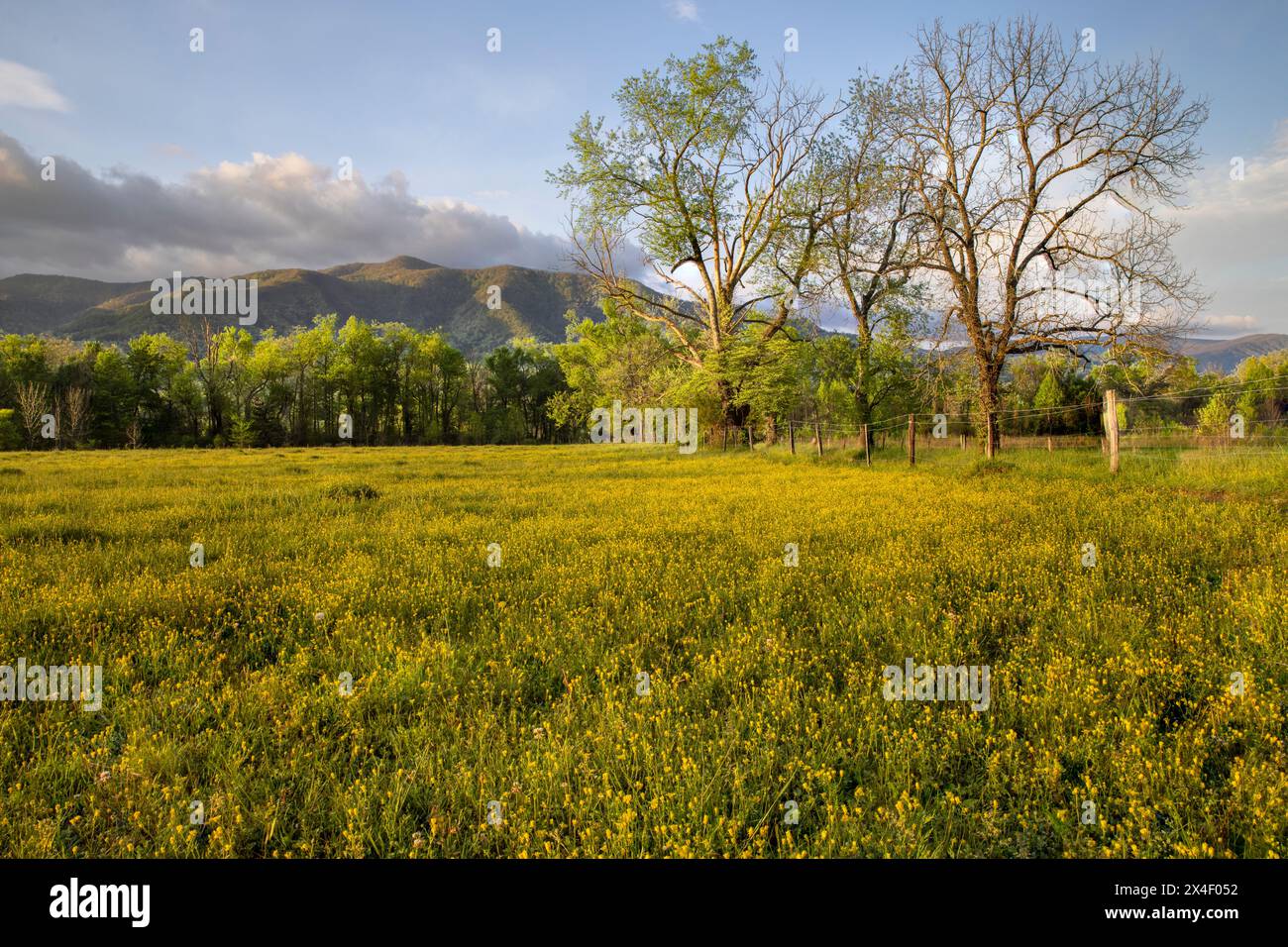 Vue matinale sur la prairie de fleurs jaunes et d'arbres, Cades Cove, parc national des Great Smoky Mountains, Tennessee Banque D'Images