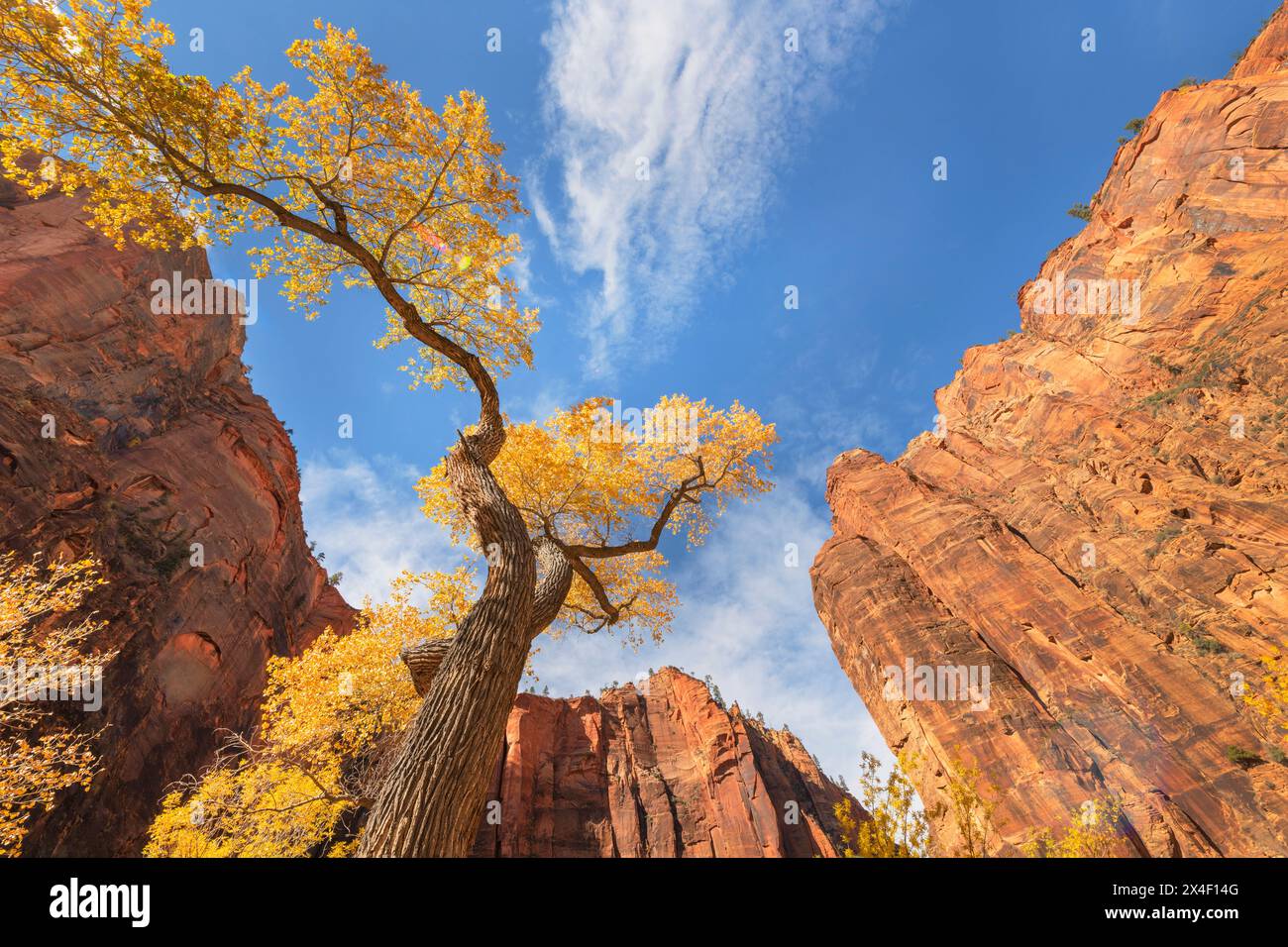 Arbre Cottonwood en couleur automne, parc national de Zion, Utah. Banque D'Images