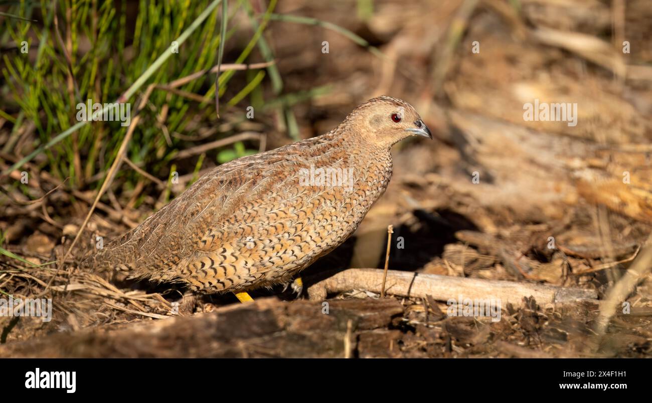 La caille brune (Coturnix ypsilophora) est un petit oiseau vivant au sol et dosé. Il est de couleur variable, allant du brun rouge au brun gris trouvé au Québec Banque D'Images