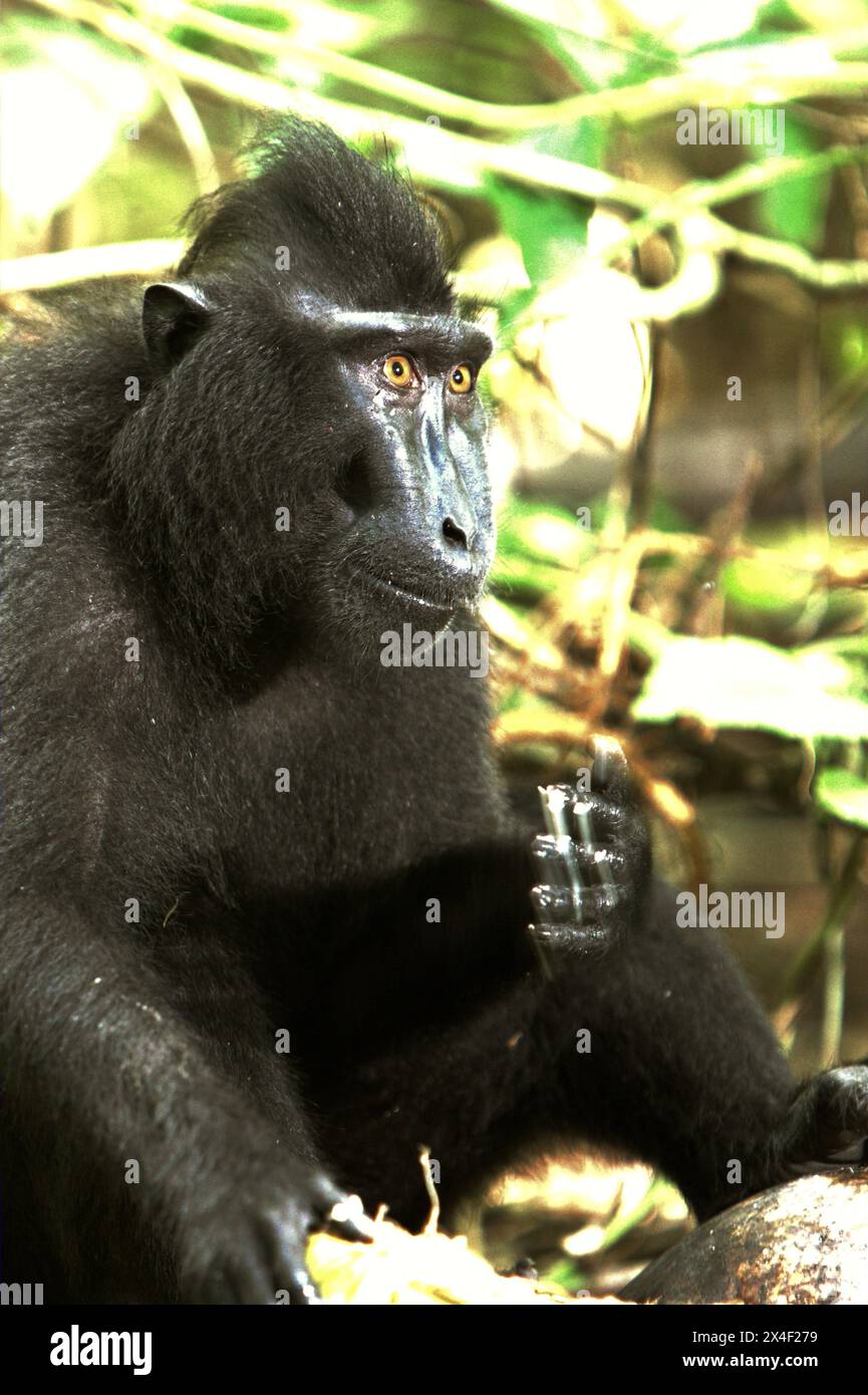 Un macaque à crête (Macaca nigra) mange de la noix de coco assis sur le sol dans la forêt de Tangkoko, Sulawesi du Nord, Indonésie. Le changement climatique modifie les niches environnementales, ce qui amène les espèces à modifier leur aire de répartition en suivant leur niche écologique, ce qui pourrait être un inconvénient en termes de gestion efficace de la biodiversité, selon nature Climate change. «Le changement climatique et les maladies sont des menaces émergentes pour les primates, et environ un quart des aires de répartition des primates ont des températures supérieures à celles historiques», a écrit une autre équipe de scientifiques dirigée par Miriam Plaza Pinto sur nature. Banque D'Images