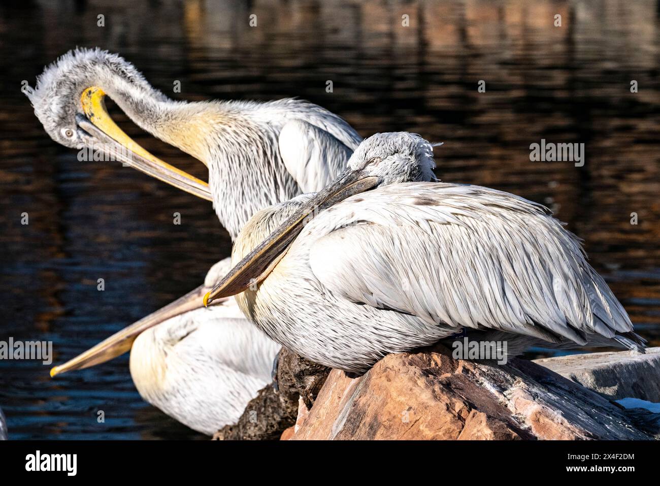 États-Unis, Utah. Pélicans blancs (Pelecanus erythrorhynchos) ensoleillement. Banque D'Images