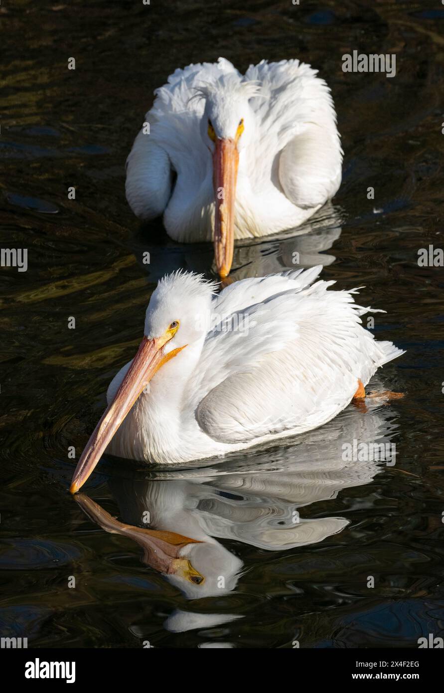 États-Unis, Utah. Pélicans blancs (Pelecanus erythrorhynchos) nageant. Banque D'Images