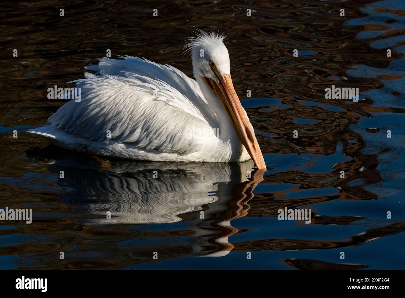 États-Unis, Utah. Pélicans blancs (Pelecanus erythrorhynchos) nageant. Banque D'Images
