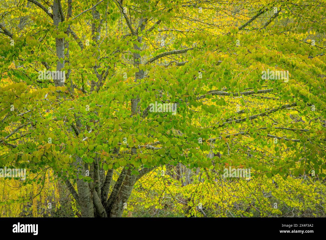 États-Unis, État de Washington, Seabeck. Arbre Katsura au printemps. Banque D'Images