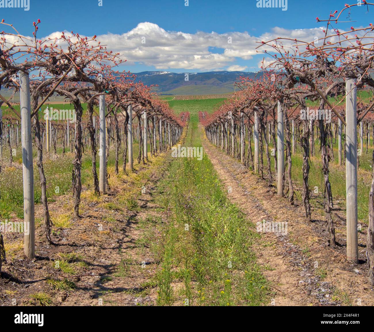 Red Willow Vineyard et vue sur la vallée en contrebas. Banque D'Images