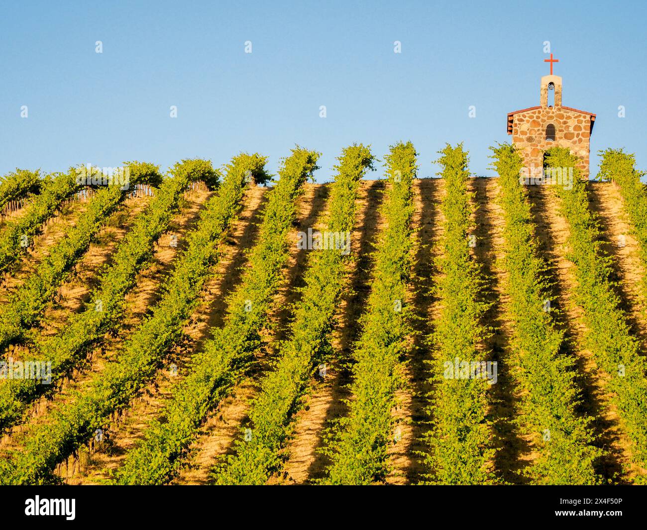 Vignobles de saule rouge avec chapelle en pierre. (PR) Banque D'Images