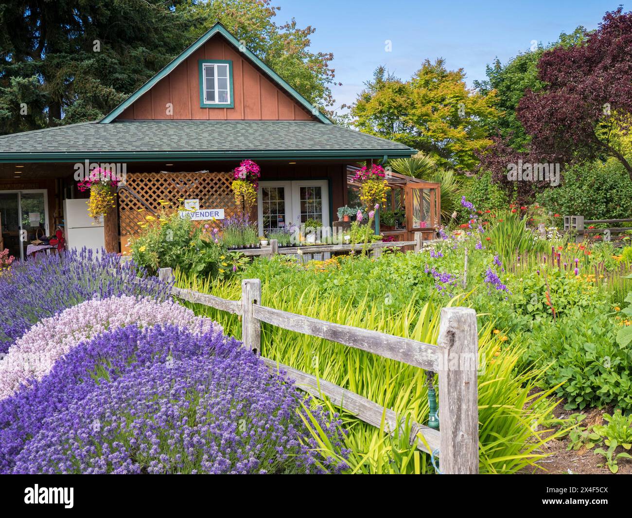 Maison et ferme entourée d'un jardin de lavande et de fleurs. (Usage éditorial uniquement) Banque D'Images