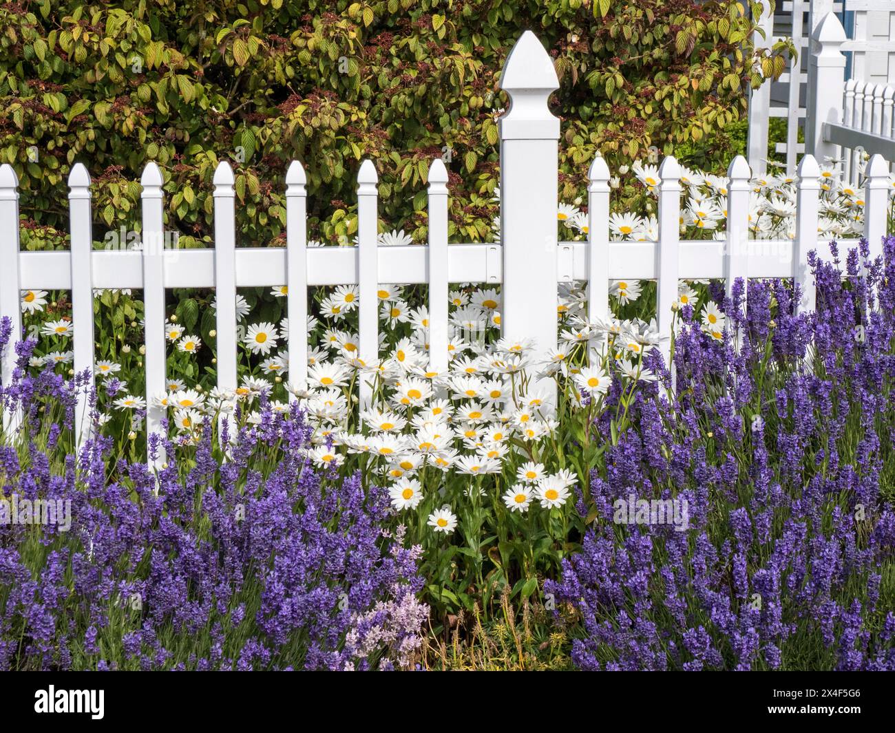 Clôture blanche avec lavande et fleurs dans une ferme près de Sequim, État de Washington. Banque D'Images