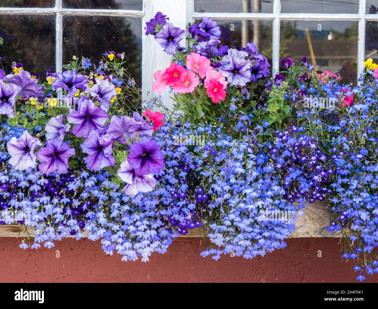 Fleurs vivaces fleurissant sur un rebord de fenêtre sur un hangar dans un champ de lavande près de Sequim, dans l'État de Washington. Banque D'Images