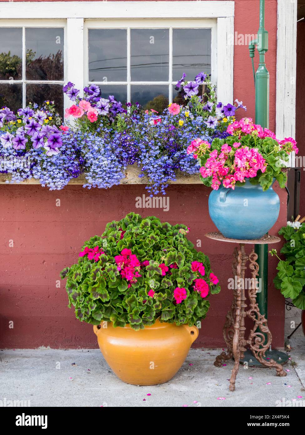 Fleurs vivaces fleurissant dans des pots et sur un rebord de fenêtre sur un hangar dans un champ de lavande près de Sequim, État de Washington. Banque D'Images
