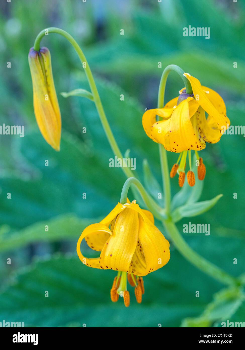 Lys orange du Columbia (lys tigres) dans le parc national Olympic Peninsula. Banque D'Images