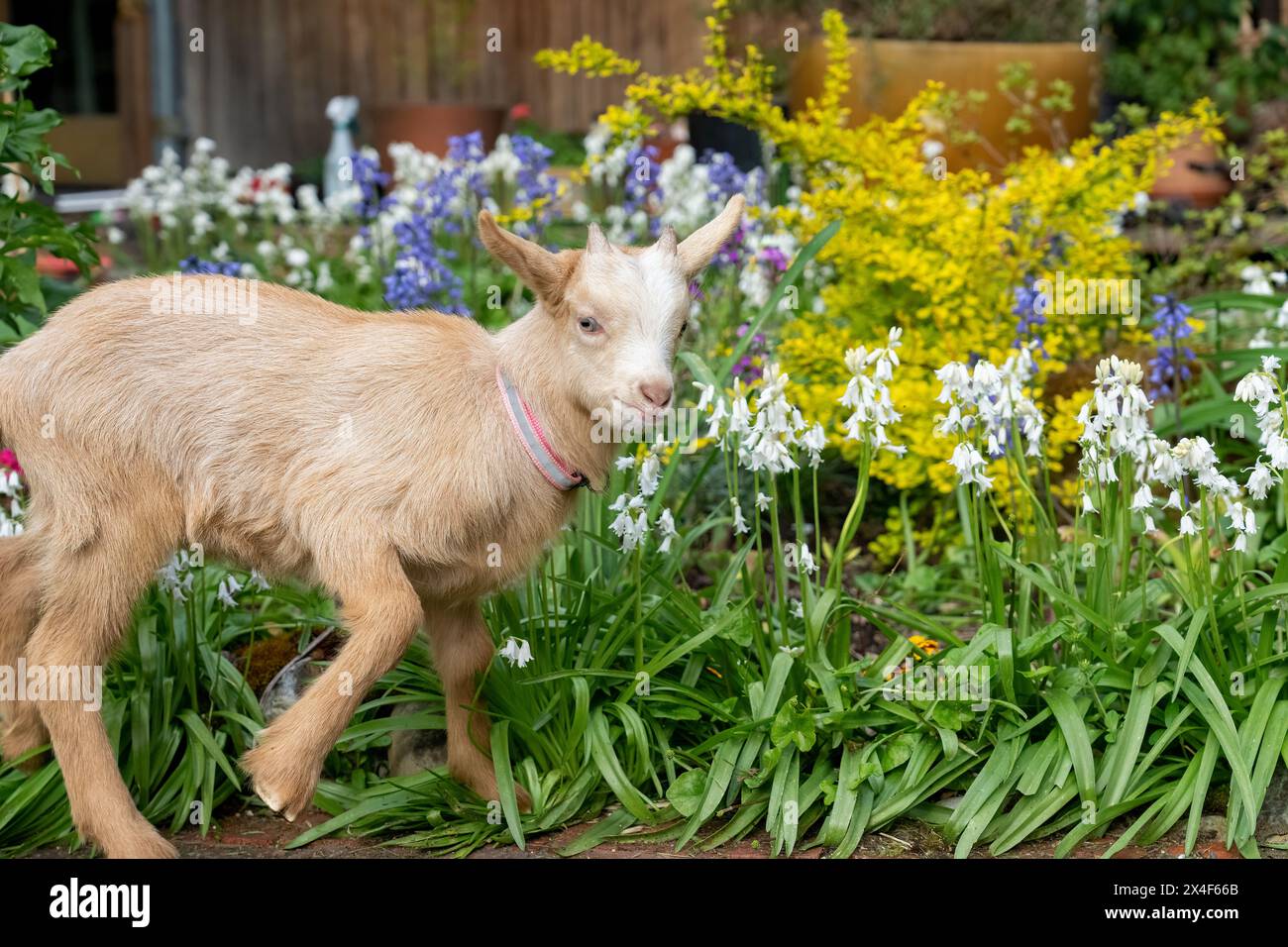 Issaquah, État de Washington, États-Unis. Enfant guernesey mâle de trois semaines debout dans une cour à côté de jolies fleurs de printemps. (PR) Banque D'Images