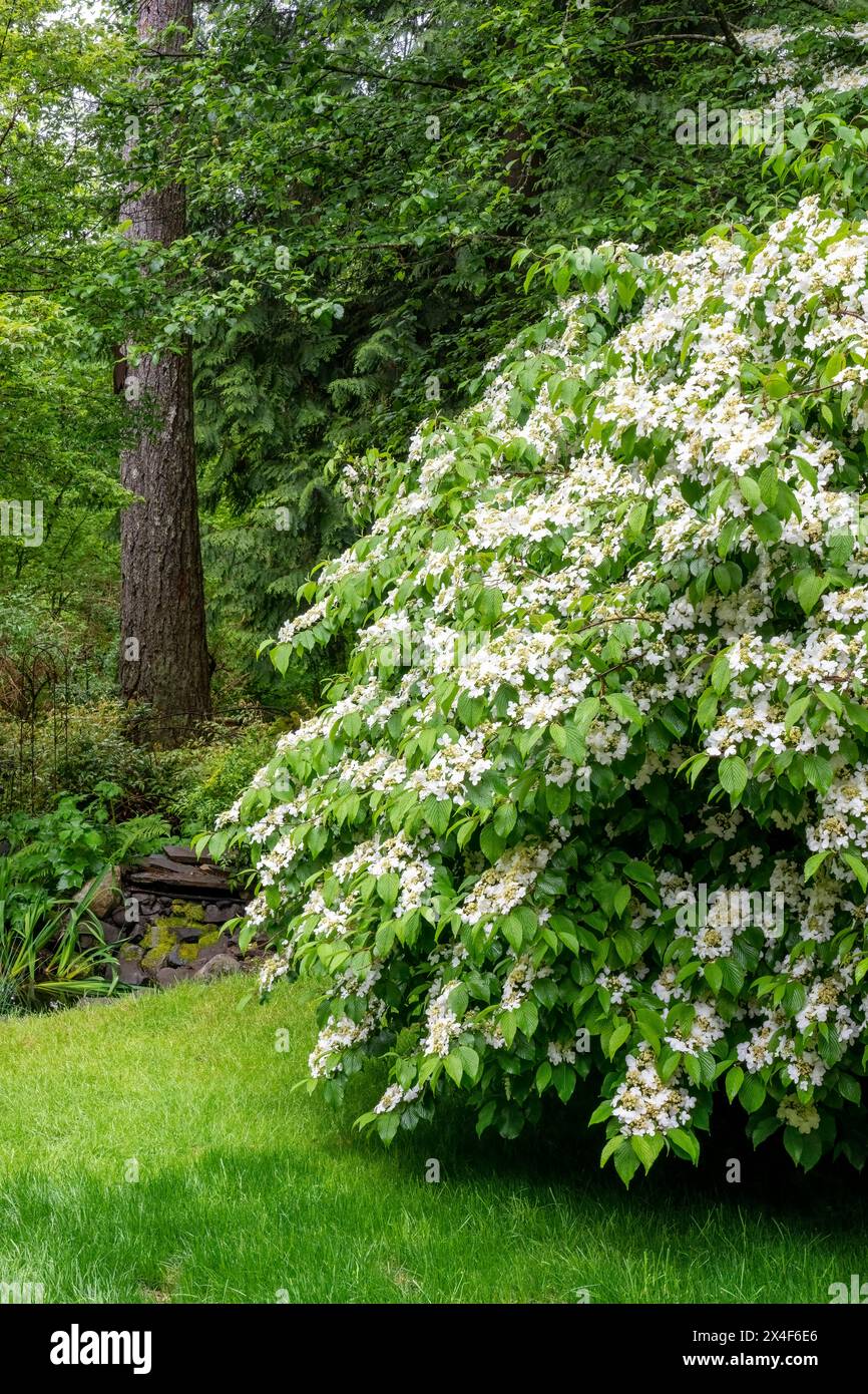 Issaquah, État de Washington, États-Unis. Arbuste viburnum Doublefile, également connu sous le nom de boule de neige japonaise et flocon de neige d'été dans une cour boisée. Banque D'Images