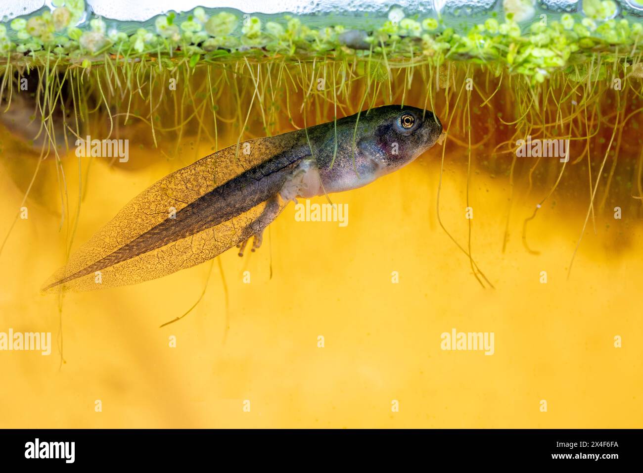 Issaquah, État de Washington, États-Unis. Têtard de grenouille d'arbre du Pacifique avec pattes arrière mangeant de l'asperge dans un aquarium. Banque D'Images