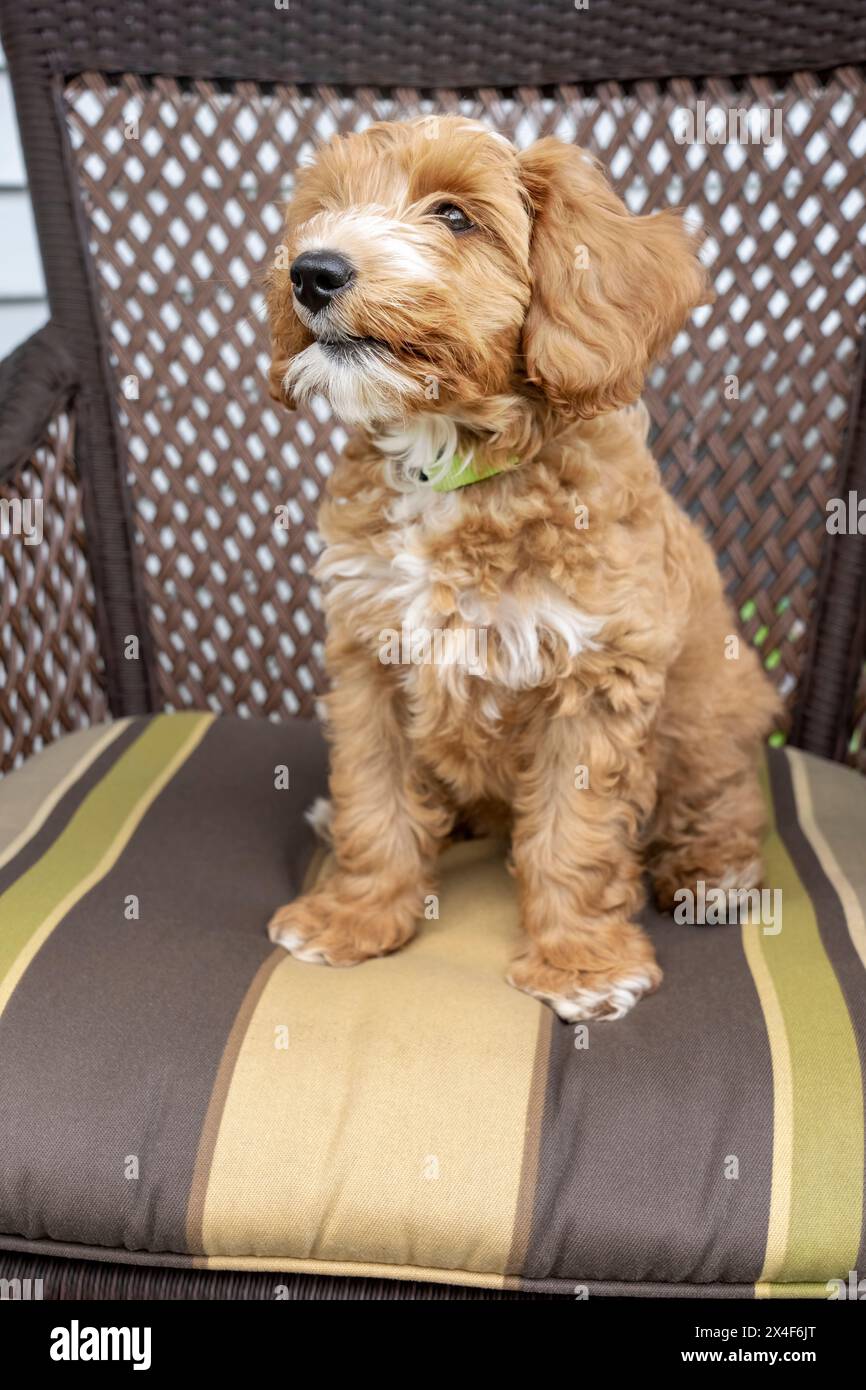 Issaquah, État de Washington, États-Unis. Chiot Aussiedoodle de 3 mois assis sur le coussin d'une chaise de patio en osier. (PR) Banque D'Images