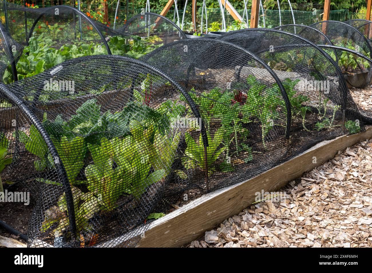 Port Hadlock, État de Washington, États-Unis. Filet sur des cerceaux couvrant un jardin surélevé avec laitue et autres légumes dans un jardin communautaire. Banque D'Images