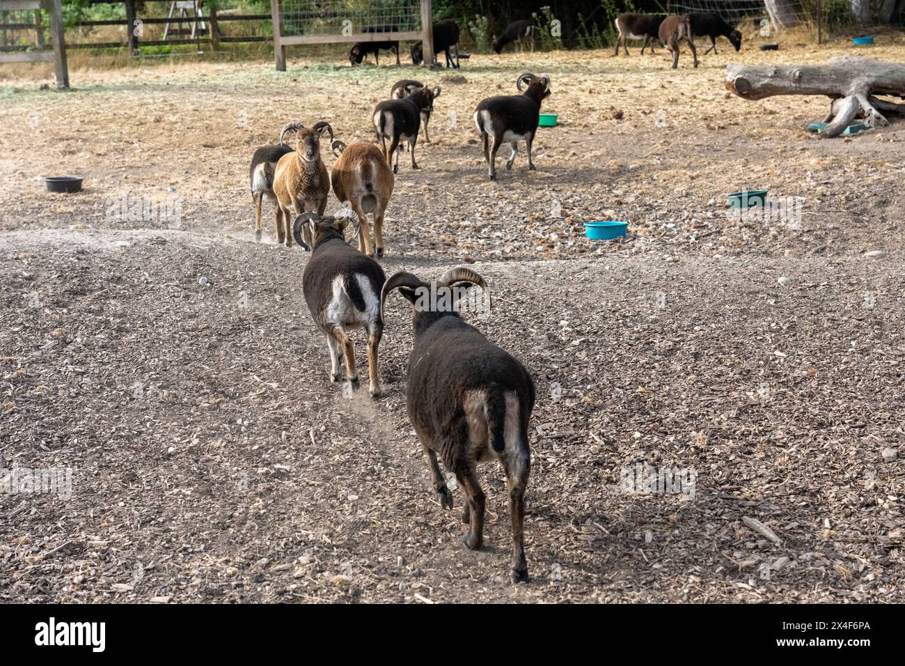 Port Townsend, État de Washington, États-Unis. Troupeau de moutons britanniques Soay en une seule file dans un enclos. Banque D'Images