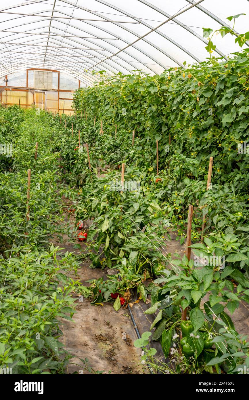 Port Townsend, État de Washington, États-Unis. Poivrons doux poussant dans une serre commerciale Banque D'Images