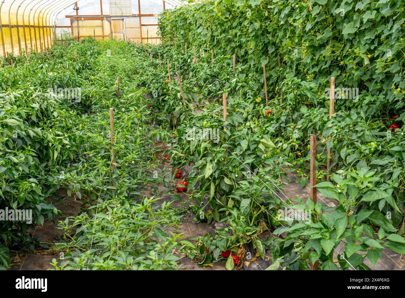 Port Townsend, État de Washington, États-Unis. Poivrons doux poussant dans une serre commerciale Banque D'Images