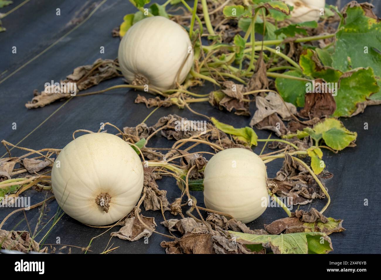 Port Townsend, État de Washington, États-Unis. Des vignes de citrouille blanche poussent sur du tissu de jardin noir pour aider à prévenir les mauvaises herbes. Banque D'Images