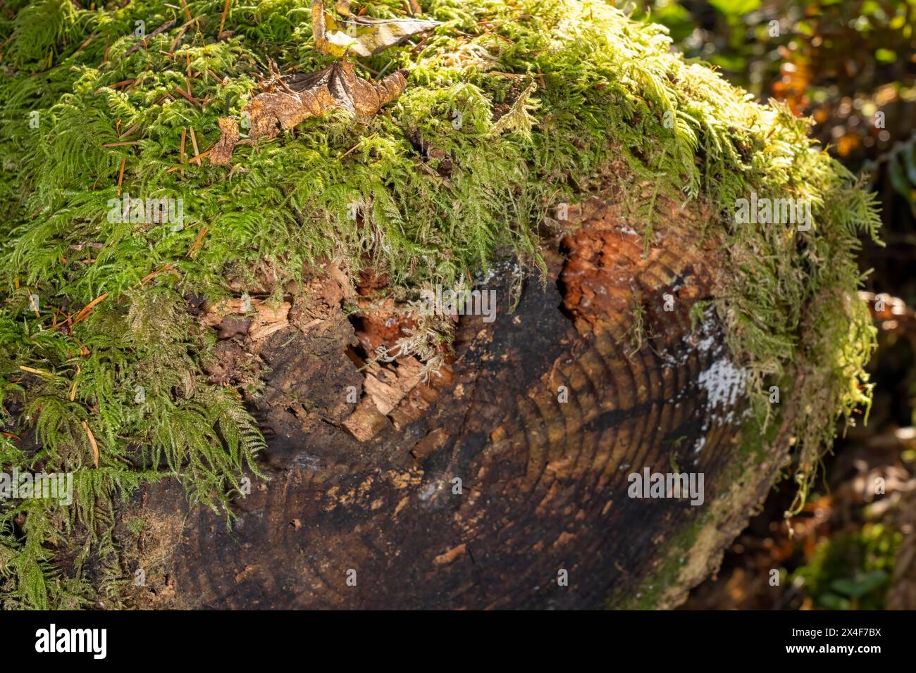 May Valley County Park, Issaquah, État de Washington, États-Unis. Bûche couverte de mousse montrant des cernes d'arbres. Banque D'Images