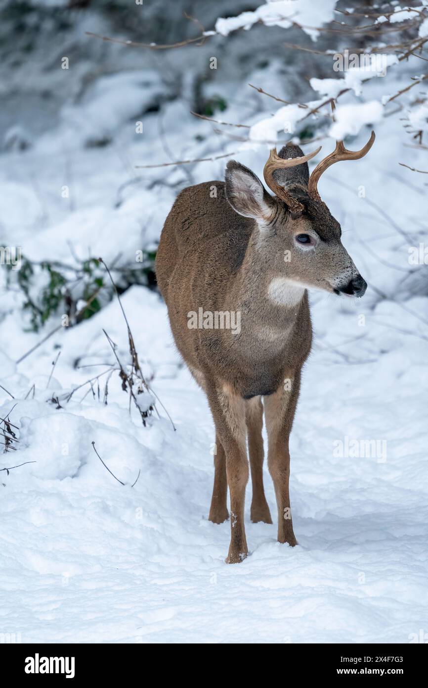 Issaquah, État de Washington, États-Unis. Jeune dos de cerf mulet dans la neige. Banque D'Images