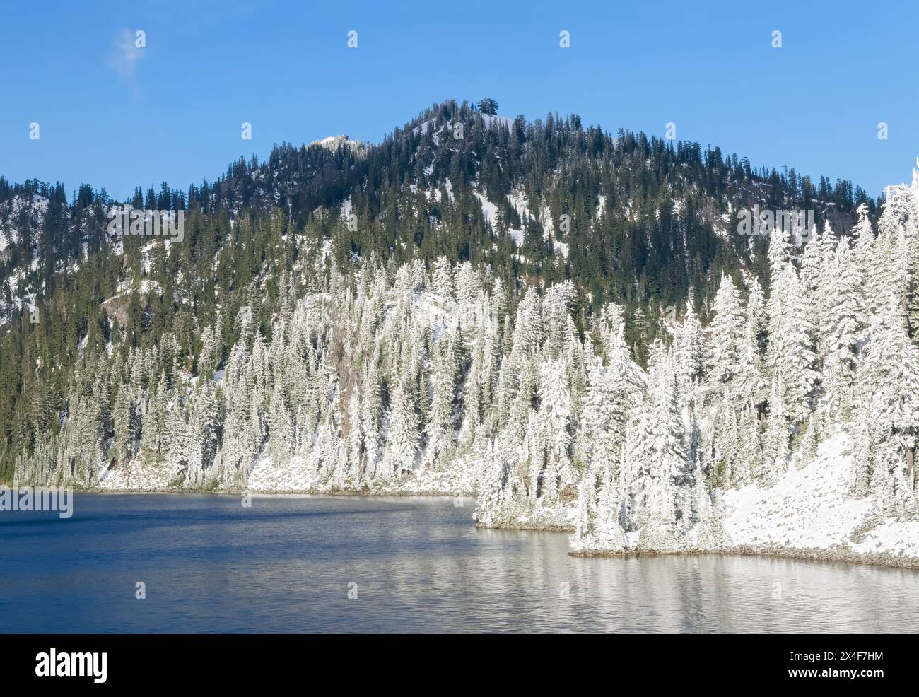 États-Unis, État de Washington, Alpine Lakes Wilderness. Snow Lake rivage avec des sapins couverts de neige Banque D'Images