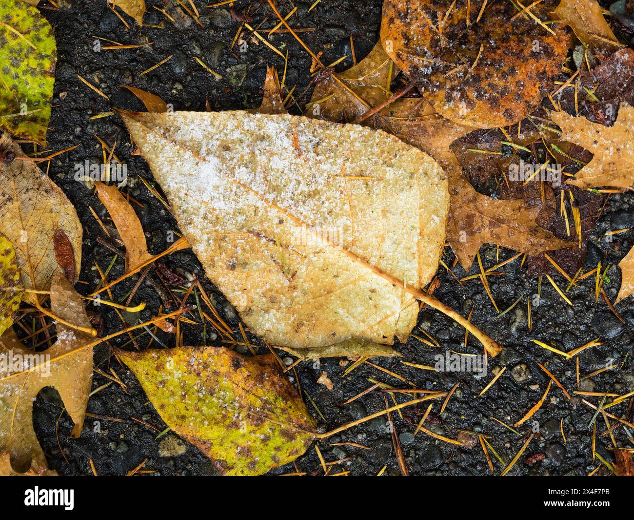 États-Unis, État de Washington. Gel d'automne sur la feuille de Cottonwood noir, avec des aiguilles de sapin tombées Banque D'Images