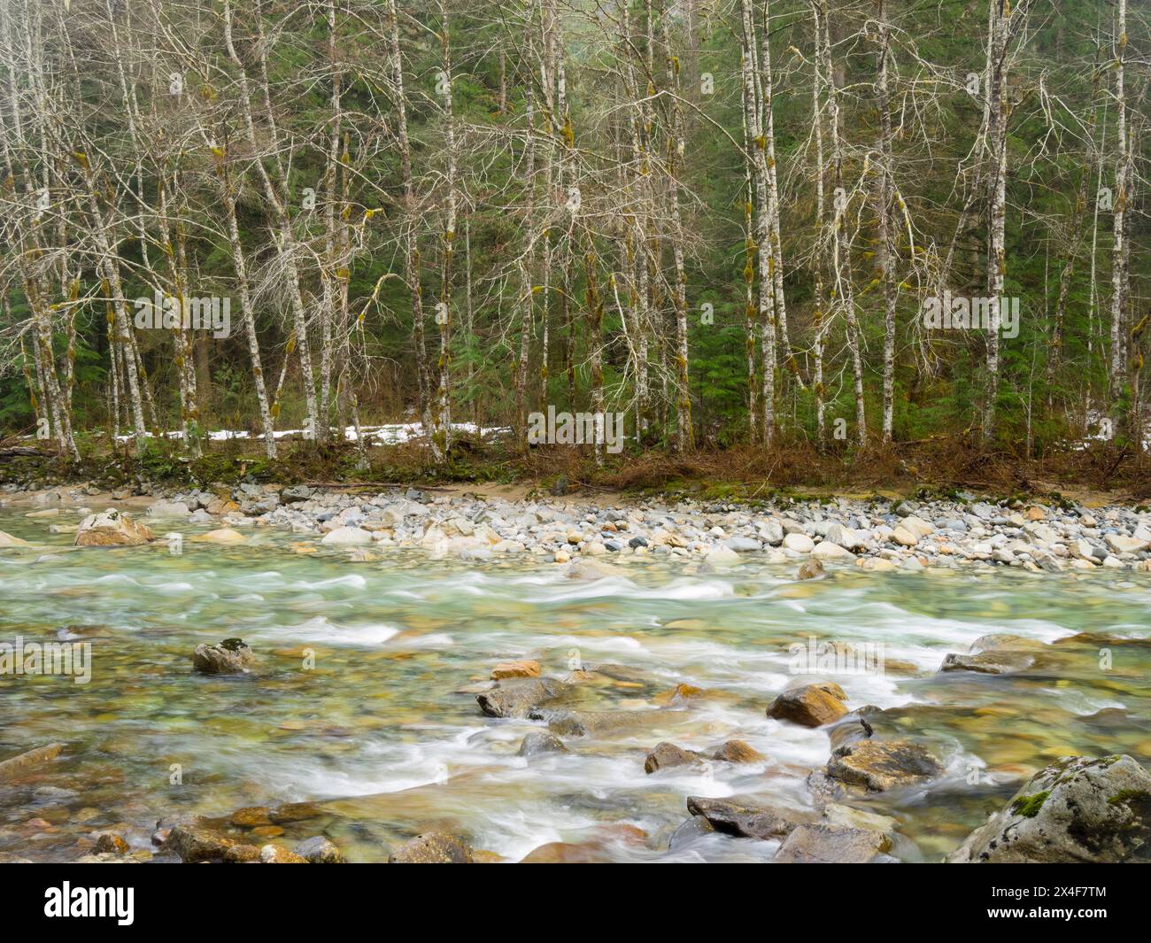 États-Unis, État de Washington. Cascades centrales, rivière Middle Fork Snoqualmie avec arrière-plan aulnes Banque D'Images