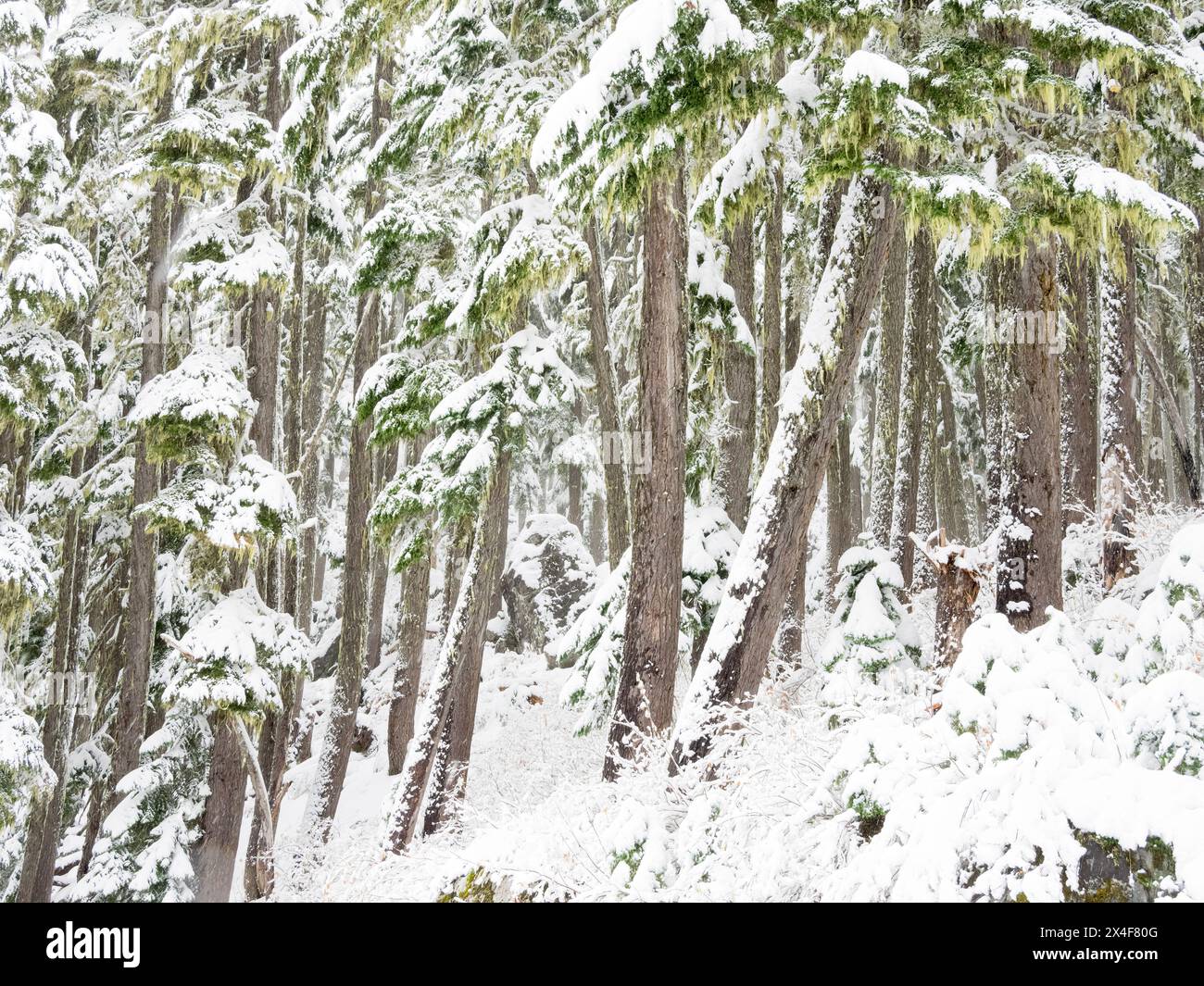 États-Unis, État de Washington. Central Cascades, sapins couverts de neige dans la forêt nationale de Mount Baker Snoqualmie Banque D'Images