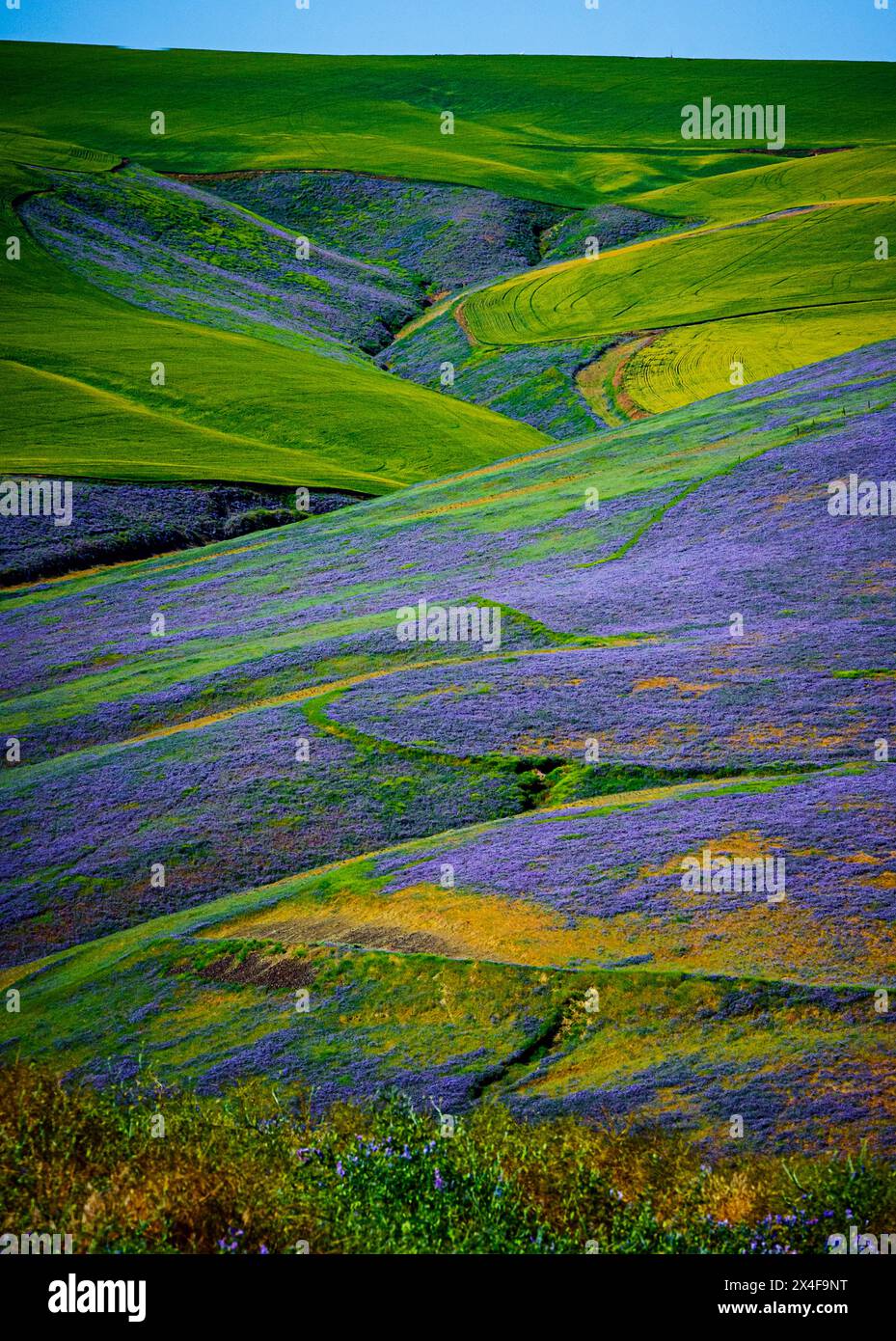 États-Unis, État de Washington, Walla Walla. Cheval de bataille, la vetch contribue à la biomasse d'un vignoble, protège les sols du vent et de la pluie, tout en improvisant Banque D'Images