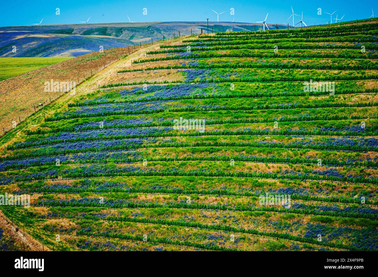 États-Unis, État de Washington, Walla Walla. Cheval de bataille, la vetch contribue à la biomasse d'un vignoble, protège les sols du vent et de la pluie, tout en improvisant Banque D'Images