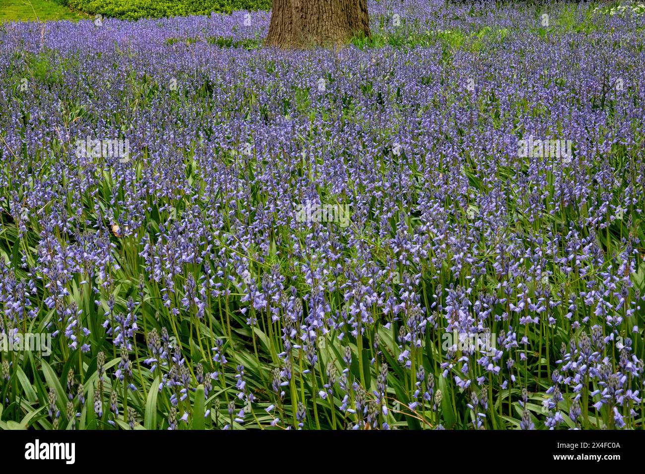 Bluebells fleurissant au printemps, jardins botaniques de Brooklyn, Prospect Park, New York City, États-Unis Banque D'Images
